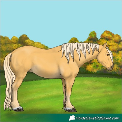 Horse Color:Palomino 