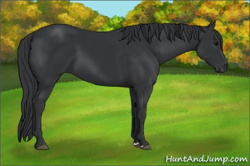 Horse Color:Black 