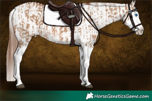 Horse Color:Red Dun Splash  and Red Dun Splash 