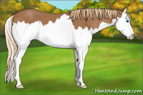 Horse Color:Chestnut Splash 