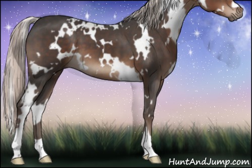 Horse Color:White Spotted Silver Black 
