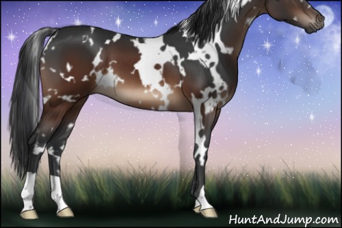 Horse Color:White Spotted Brown