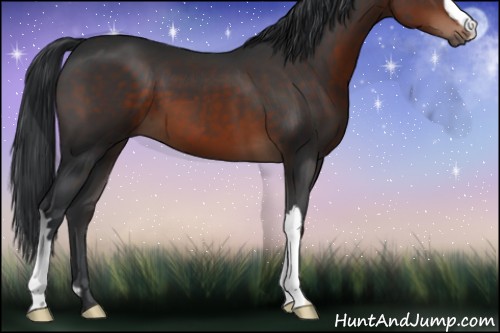 Horse Color:Brown 