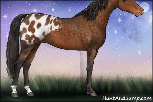 Horse Color:Buckskin Appaloosa