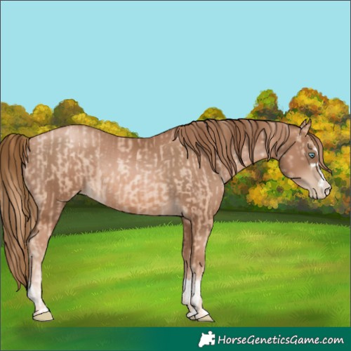 Horse Color:Gold Champagne Pearl Rabicano and Liver Chestnut Pearl Rabicano