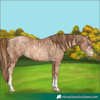 Horse Color:Gold Champagne Pearl Rabicano and Liver Chestnut Pearl Rabicano