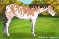 Horse Color:Bay Splash Appaloosa