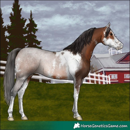 Horse Color:Brown Sabino