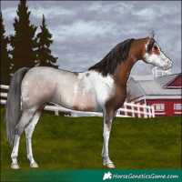 Horse Color:Brown Sabino 