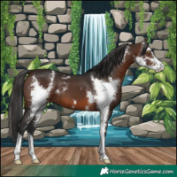 Horse Color:Brown Sabino 