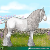 Horse Color:Liver Chestnut Splash Appaloosa