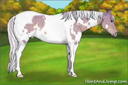 Horse Color:Watercolor White Spotted Silver Brown Dun Tobiano 