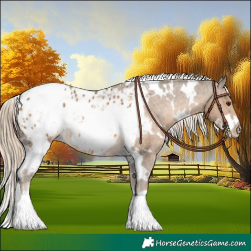 Horse Color:White Spotted Chocolate Palomino Appaloosa 