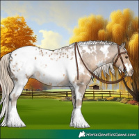 Horse Color:White Spotted Chocolate Palomino Appaloosa 