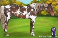 Horse Color:White Spotted Liver Chestnut Snowflake Varnish
