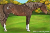 Horse Color:Liver Chestnut Snowflake Varnish