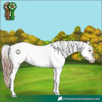 Horse Color:White Spotted Liver Chestnut Appaloosa 