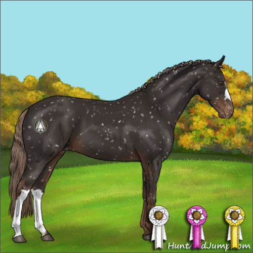 Horse Color:Liver Chestnut Appaloosa 