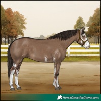 Horse Color:Liver Red Dun Sabino 