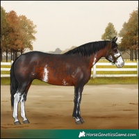 Horse Color:Brown Sabino 