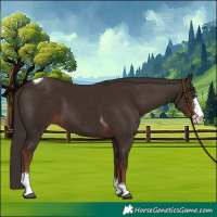 Horse Color:Liver Chestnut Sabino Tobiano 