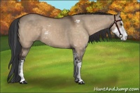 Horse Color:Brown Dun Sabino