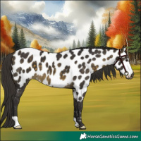Horse Color:Buckskin Appaloosa 