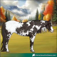 Horse Color:White Spotted Liver Chestnut Sabino Appaloosa 