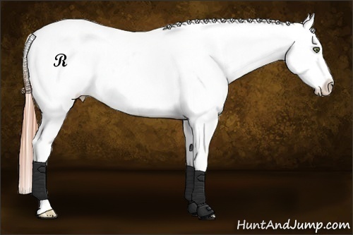 Horse Color:Buckskin Pearl Dun Splash Appaloosa 