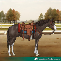 Horse Color:Liver Chestnut Sabino 