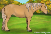 Horse Color:Palomino 