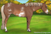 Horse Color:White Spotted Chestnut Frame 