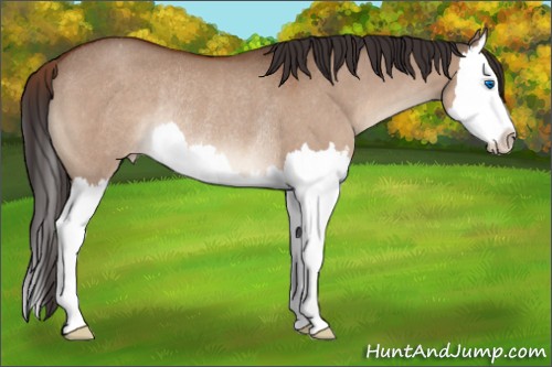 Horse Color:Brown Dun Splash Appaloosa Rabicano 