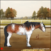 Horse Color:White Spotted Bay 