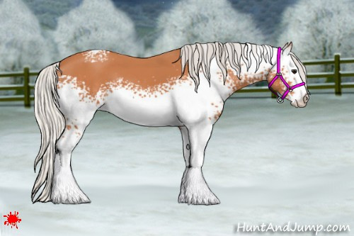 Horse Color:White Spotted Silver Bay