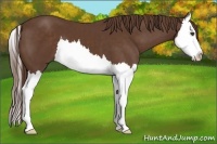 Horse Color:Liver Chestnut Splash 