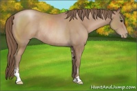 Horse Color:Black Pearl Sabino Rabicano 