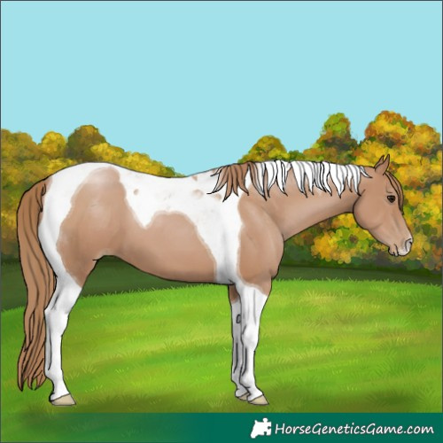 Horse Color:Black Pearl Tobiano 