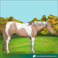 Horse Color:Black Pearl Tobiano 