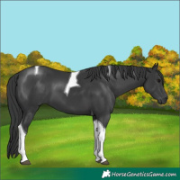 Horse Color:Black Tobiano 