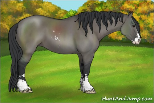 Horse Color:Grullo Sabino 