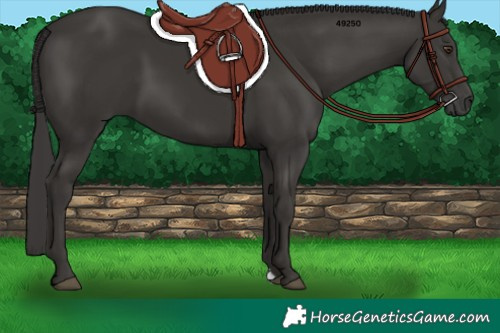 Horse Color:Platinum Liver Chestnut 