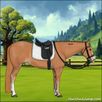Horse Color:Chestnut Sabino 