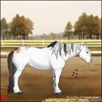 Horse Color:White Spotted Buckskin 