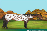Horse Color:Brown Sabino Near Leopard Rabicano 