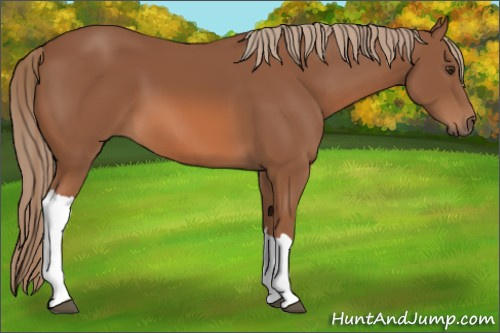Horse Color:Chestnut 