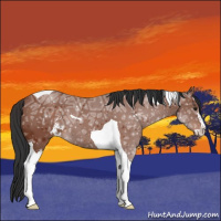 Horse Color:Brown Ice Sabino Tobiano 