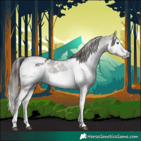 Horse Color:White Spotted Brown Splash Tobiano Appaloosa Rabicano