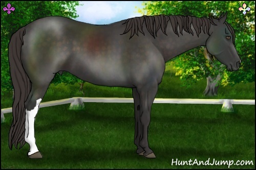 Horse Color:Liver Chestnut 