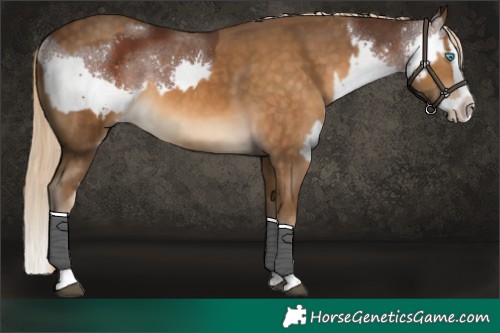 Horse Color:Liver Chestnut Splash  and Chocolate Palomino Splash 
